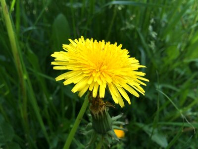 Close up yellow pointed flower