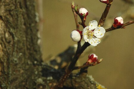 Tree apricot bark photo