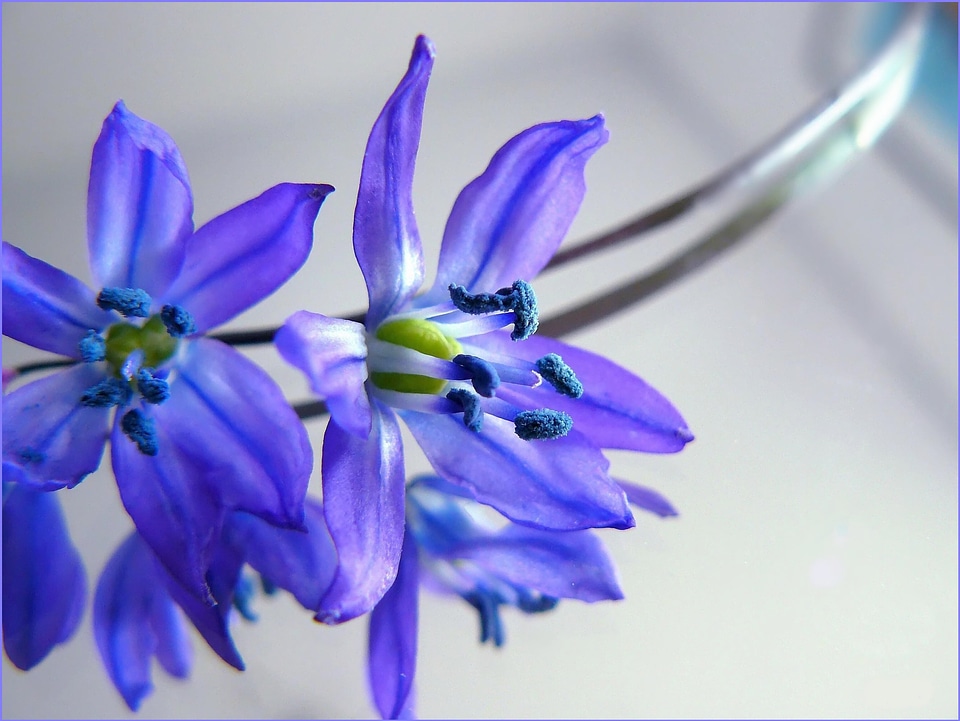 Flowers plant purple