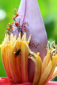 Insects ants garden