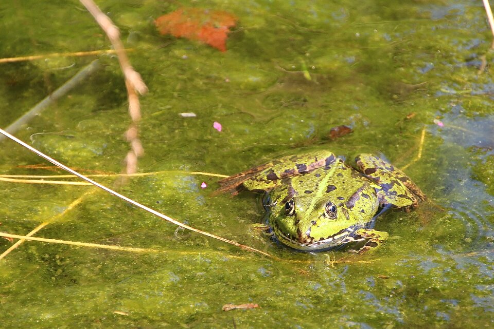 Frogs aquatic animal swim