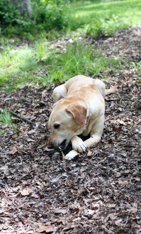Labrador terrier outdoor