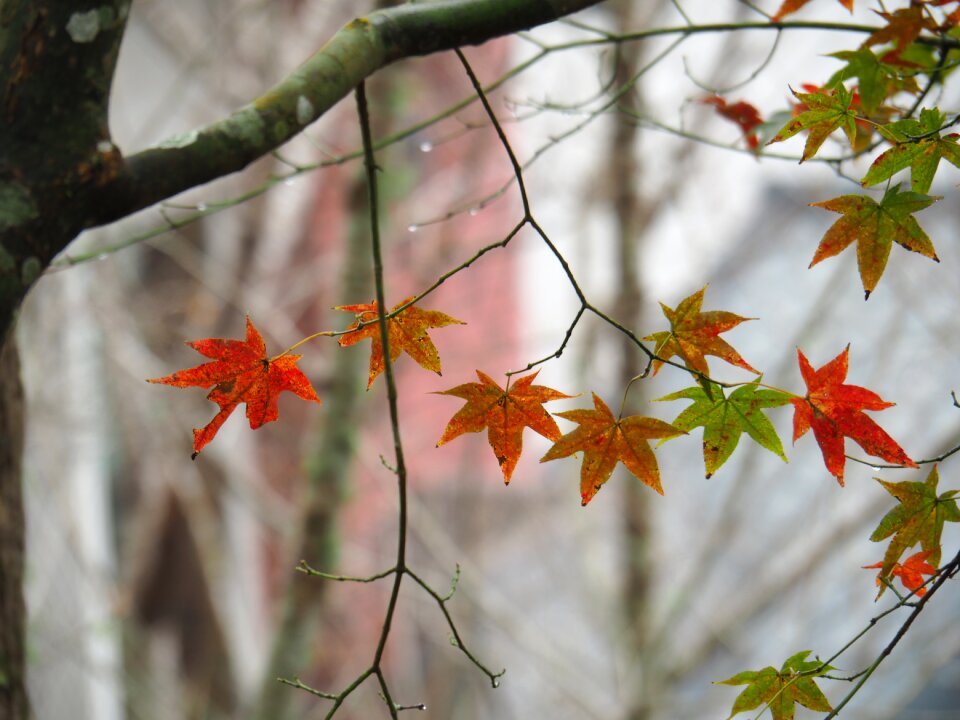 Taimali autumn tree