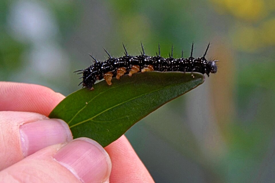Nature eat green leaf