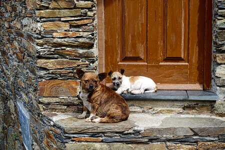 Guarding sitting canine photo