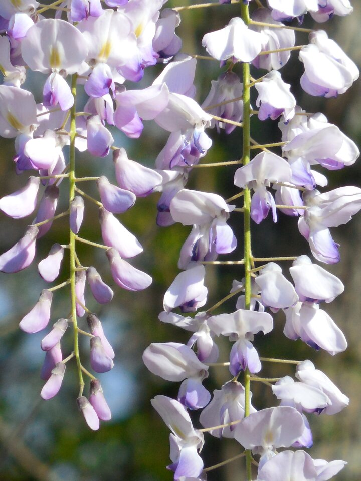 Flower white lilac