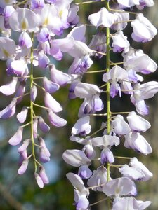 Flower white lilac photo