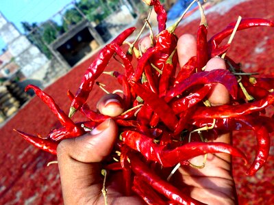 Dry chili chili drying field