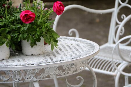 Ranunculus spring flowers romantic