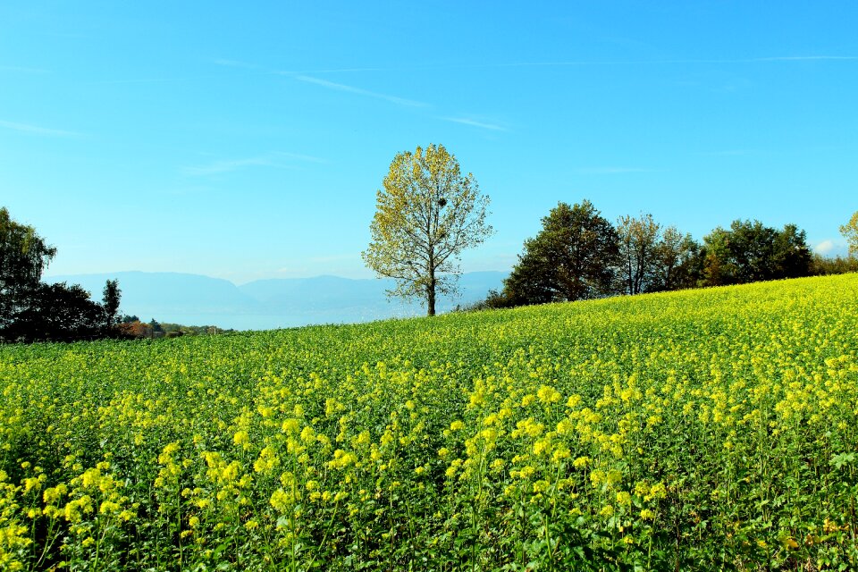 Spring meadow flower meadow landscape