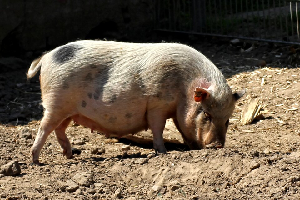 Animal domestic pig female
