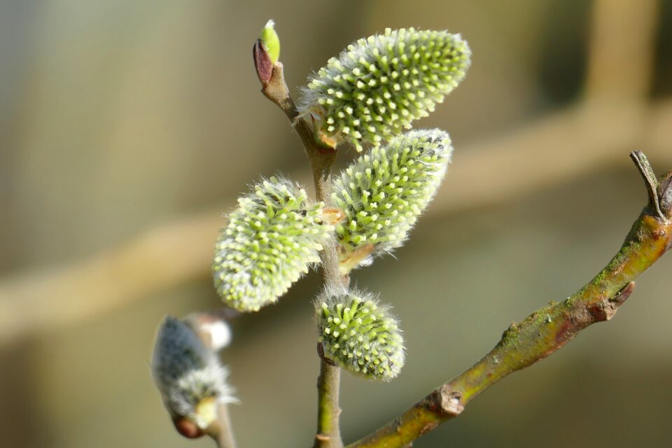 Spring awakening signs of spring plant