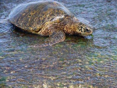 Hawaii turtle beach