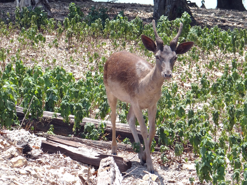 Animal wildlife wild