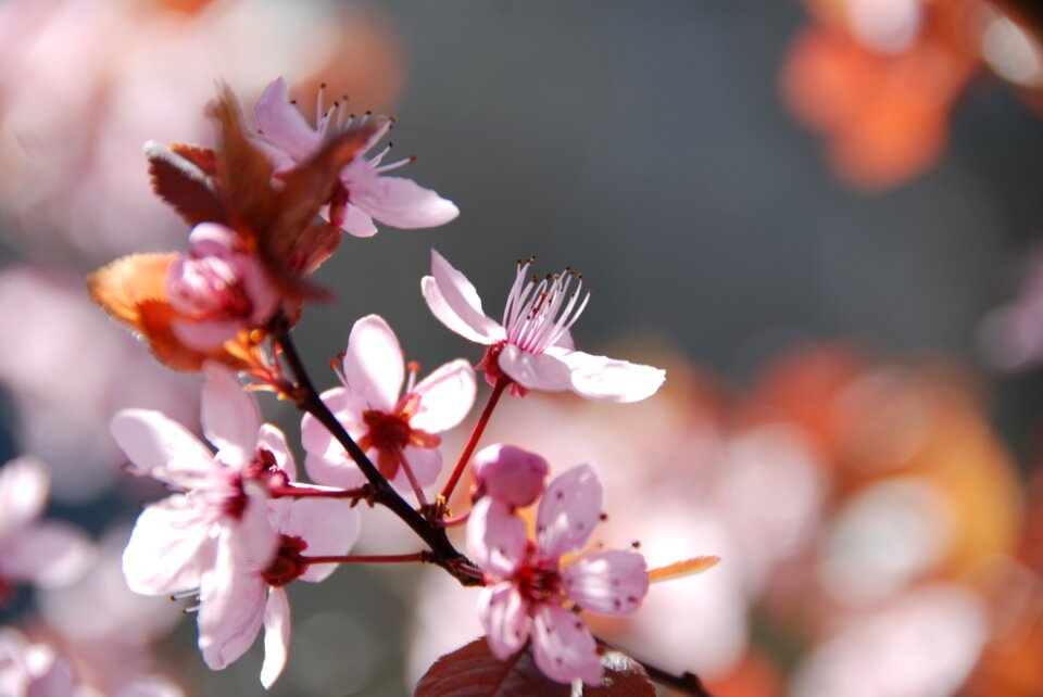 Pink flowers close up