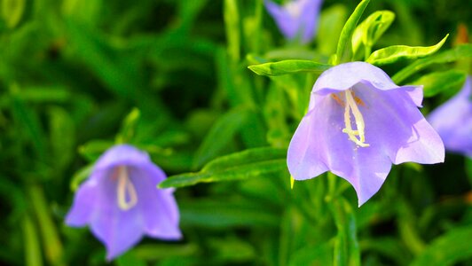 Nature bloom garden