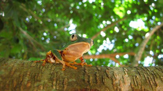 Tree phyllomedusa wild animal