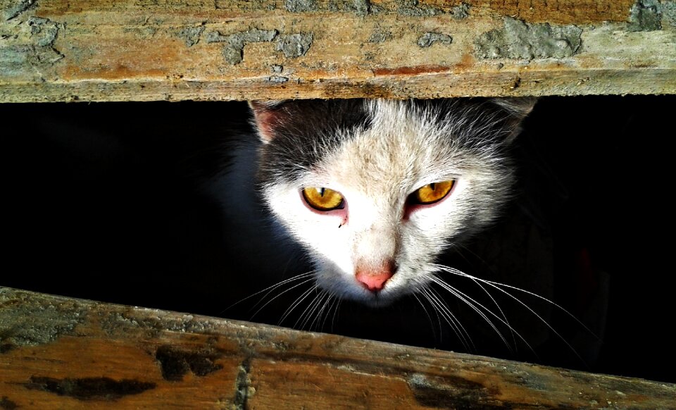 Lauer position attention cat's eyes