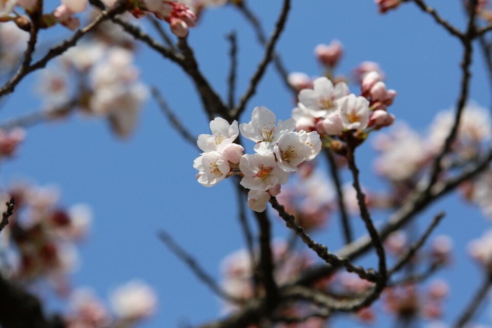Nature spring flowers flowers