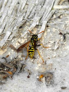 Insect sting bee
