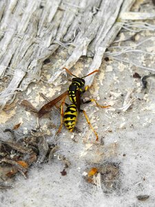 Insect sting bee photo