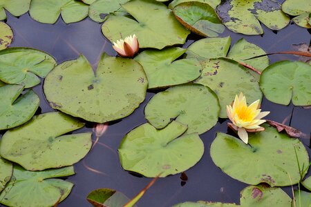Blossom pond