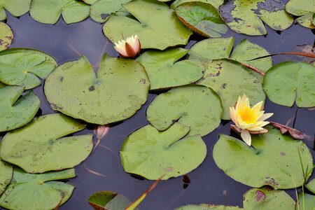 Blossom pond photo