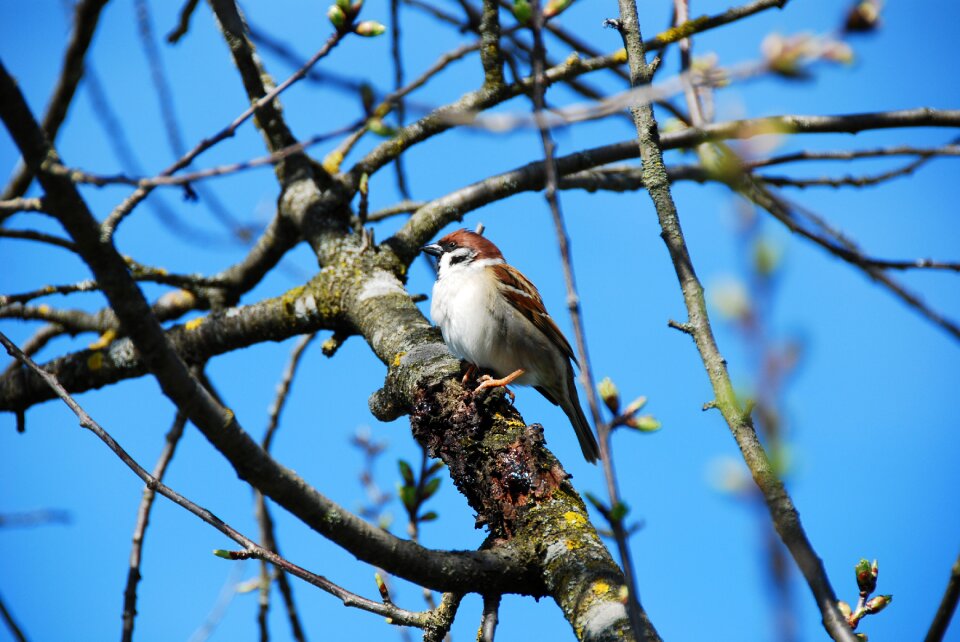 Bird branch sitting
