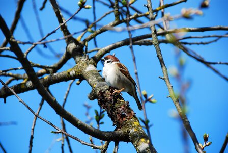 Bird branch sitting