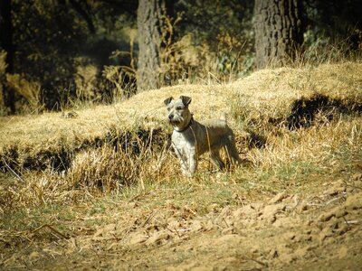 Dog portrait attentive dog gold photo