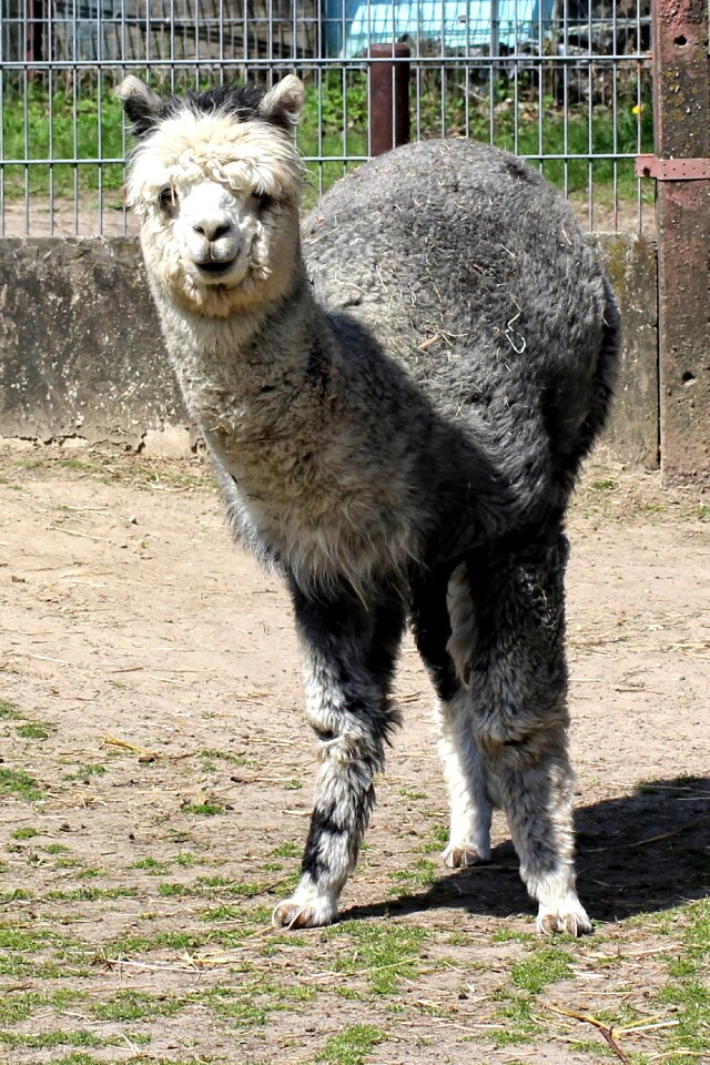 Animal pako camel