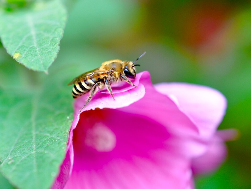 Beekeeping honey bee
