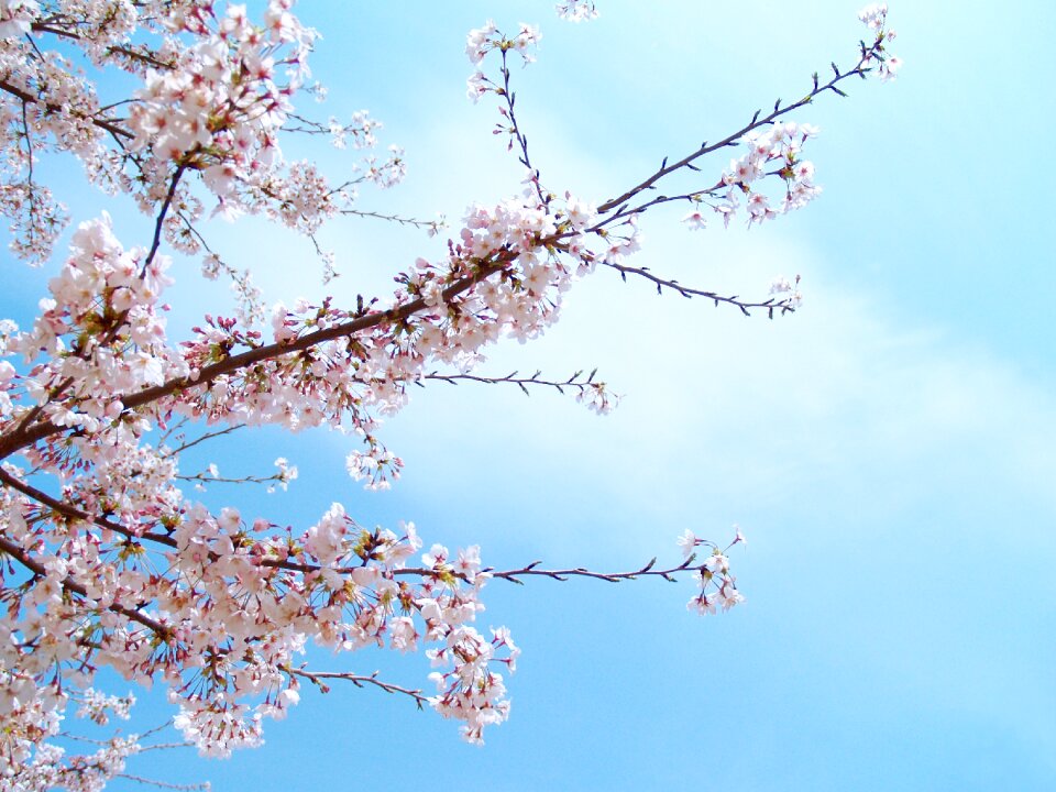 Pink flowers spring