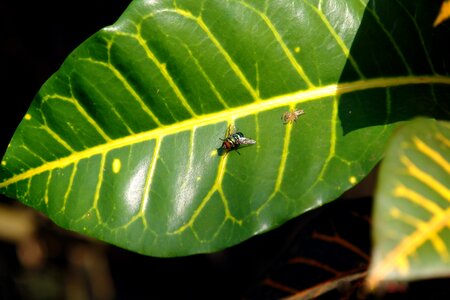 Insect prey nature photo