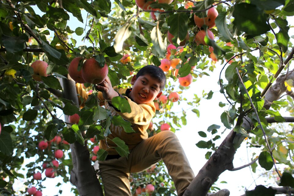 Tree child china