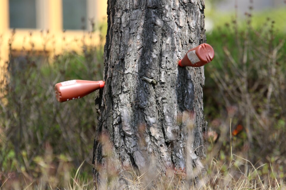 Tree trunk injections treatment nature