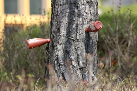 Tree trunk injections treatment nature