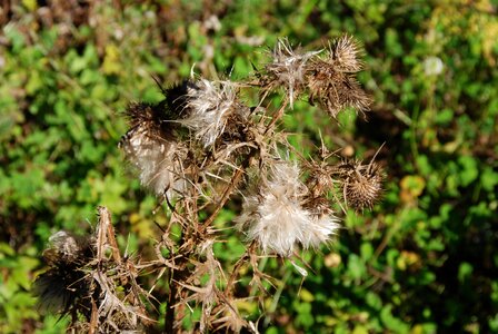 Arid dry spiny photo