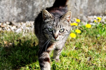 Cat grass graugetiegert