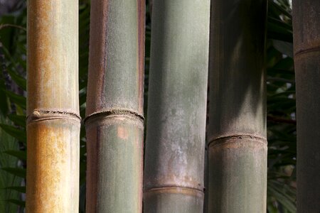 Rough giant bamboo dendrocalamus aper myanmar photo