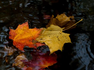 Maple leaf maple leaves yellowed sheet photo