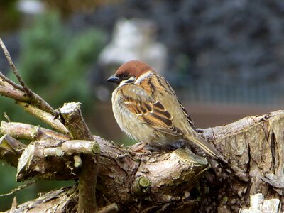 Spring plumage nature photo