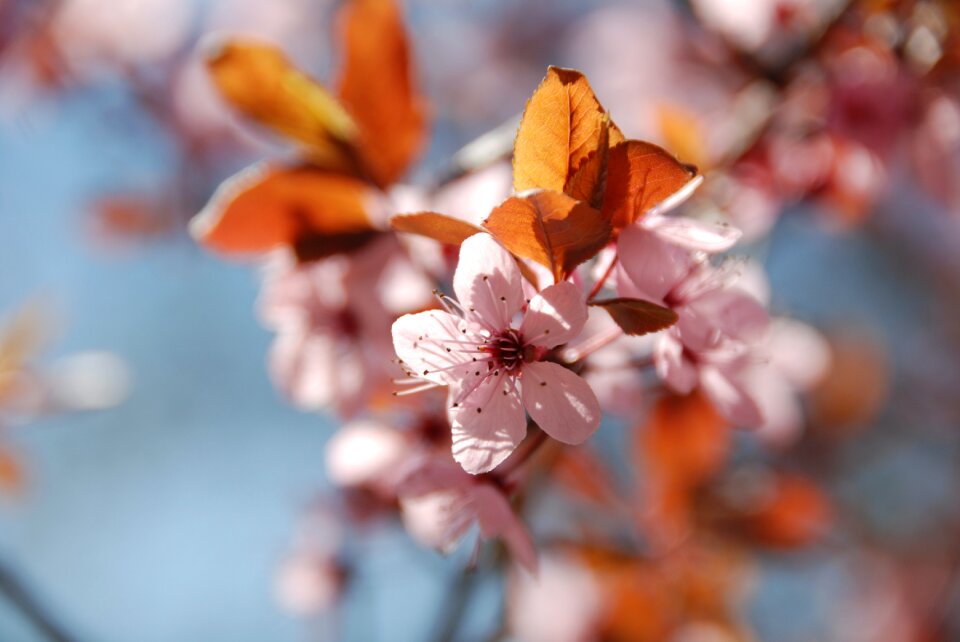 Pink close up spring