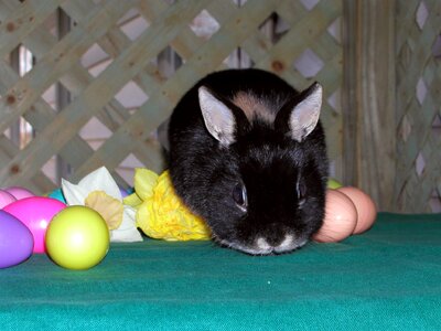 Eggs spring summer