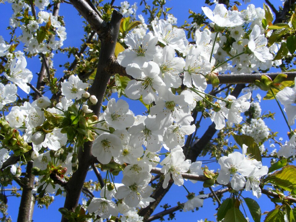 White blossom petals