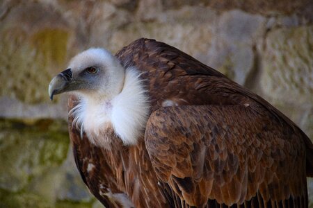 Bird of prey bird plumage