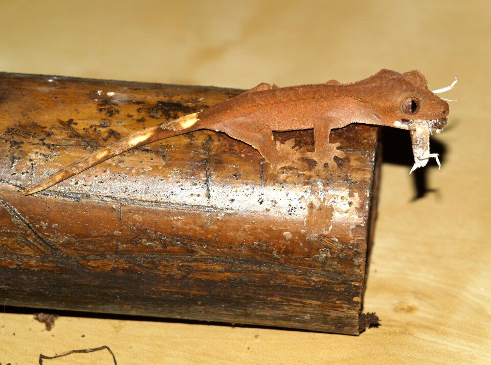 Crown gecko reptile gecko