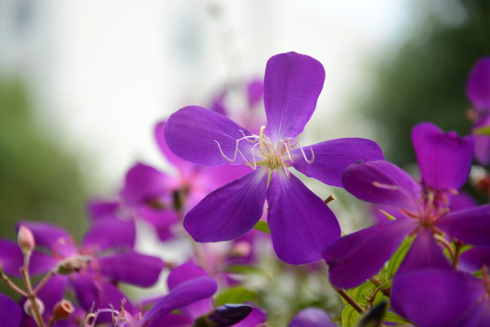 Purple wild flowers five petal flower flower materials