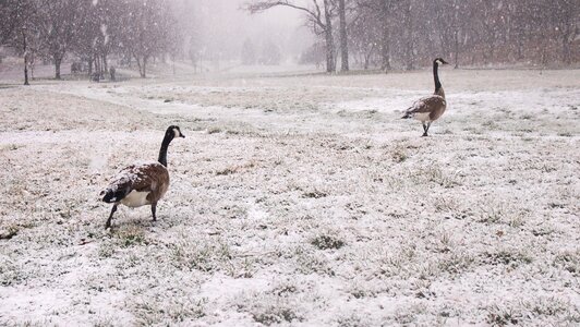 Follow the leader goose park photo