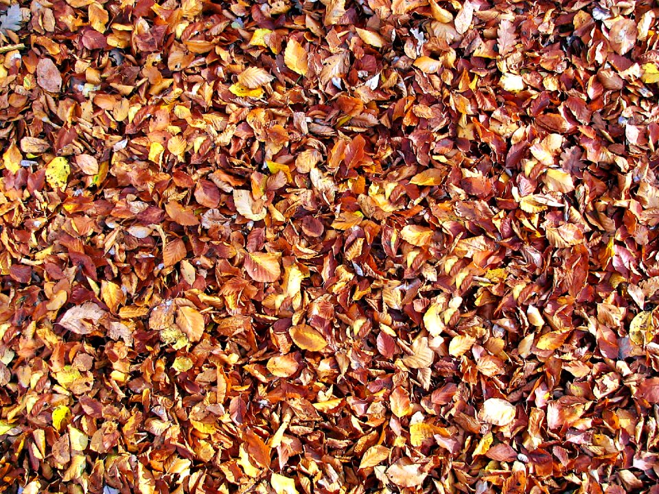 Invoice texture nature